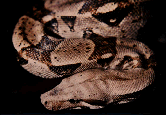 Boa constrictor