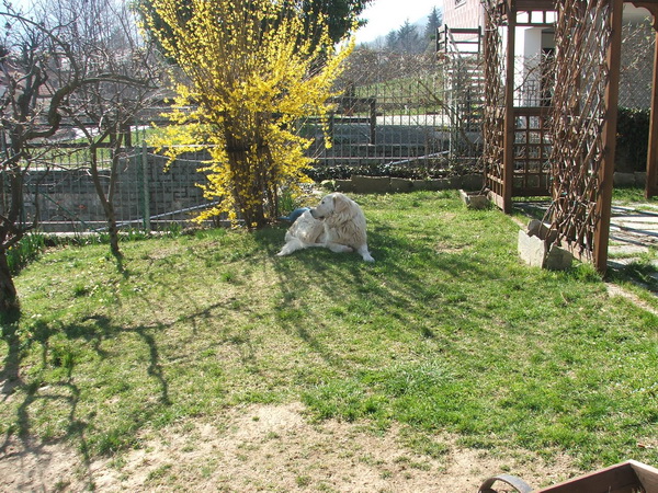 Il mio cane Buck, marzo 2009