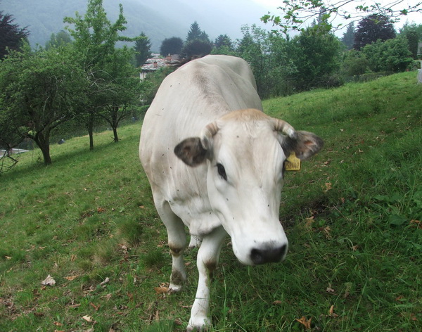 Mucca dietro casa, 2 giugno 2012