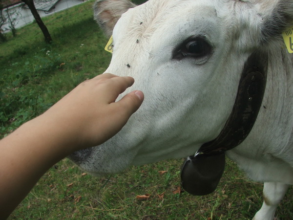 Carezze ad una mucca dietro casa, 2 giugno 2012