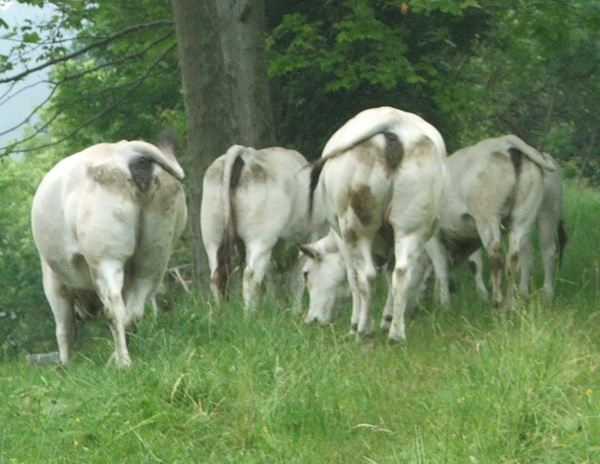 Mucche dietro casa, 2 giugno 2012